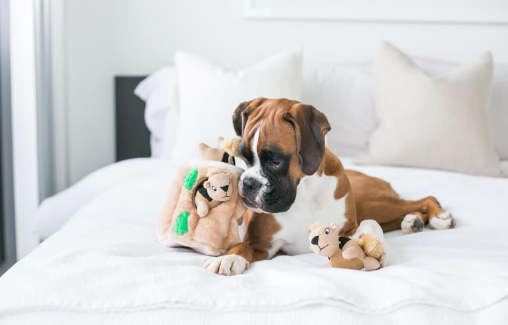 Іграшка для собак Outward Hound інтерактивна Hide-A-Squirrel (Білка-Схованка) 11,5 см - Зображення 4