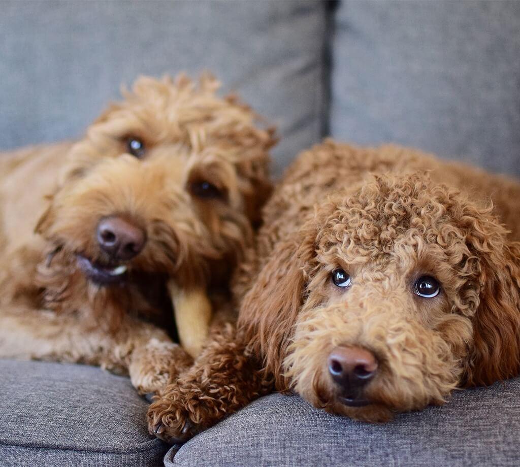 Іграшка для собак Petstages Dogwood Stick (Дог Вуд Стік Міцна гілка) 13,5 см - Зображення 3