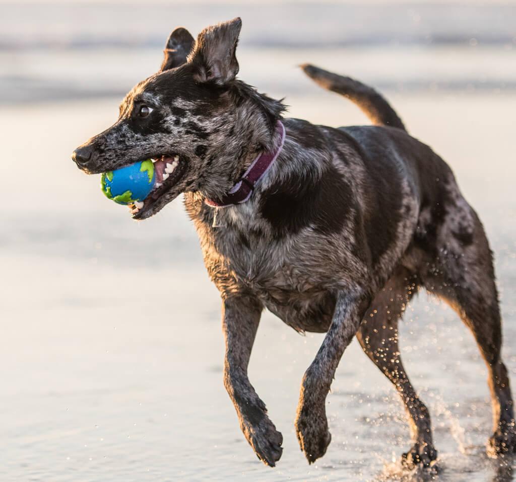 Іграшка для собак Planet Dog Orbee Ball (Орбі Болл м'яч) d=7 см - Зображення 2