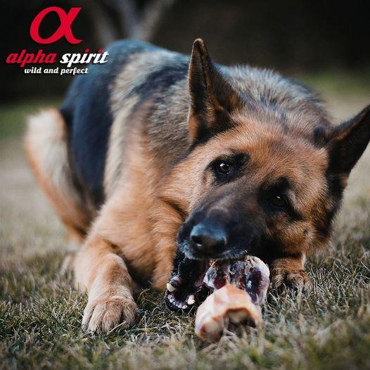 Ласощі для собак кістка Alpha Spirit Vacuum HALF (Половинка) 12 см - Зображення 7