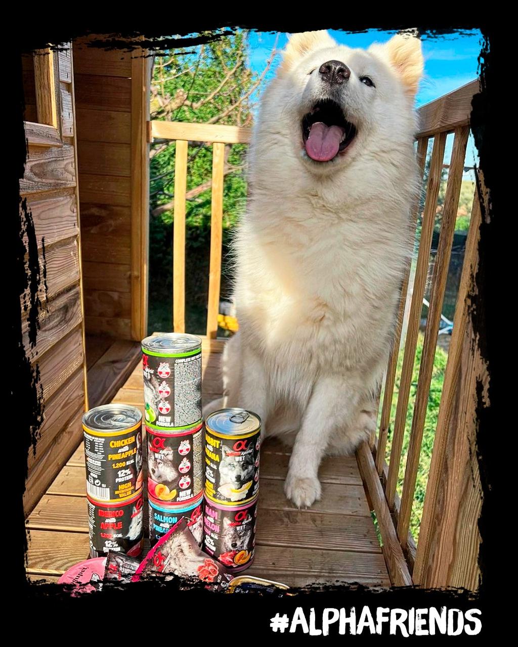 Повнораціонний вологий корм Alpha Spirit Beef with Melon з яловичиною та динею для дорослих собак 400 г (as969954) - Зображення 6