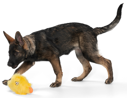 Іграшка для собак West Paw Wilson Zogoflex HardyTex пухнаста пищалка Вілсон 25х8 см Рожевий - Зображення 3