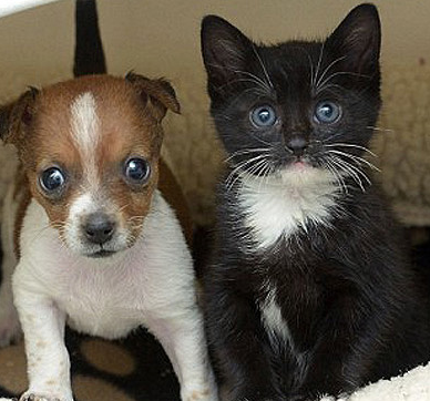 Шампунь Espree Puppy&Kitten Shampoо для цуценят та кошенят 16:1 591мл (e00378) - Зображення 3