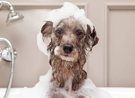 Шампунь для собак Espree Silky Show Shampoo шовковий виставковий 16:1 591мл (e00392) - Зображення 3