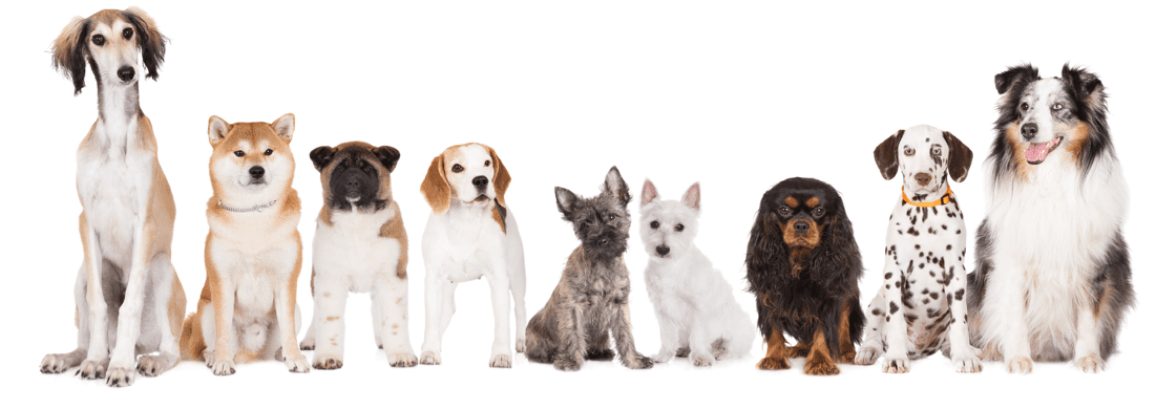 Шампунь для собак Espree Silky Show Shampoo шовковий виставковий 16:1 591мл (e00392) - Зображення 4